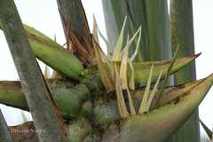 Ravenala madagascariensis